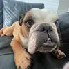 douglasquade10 - @douglasquade10 - TikTok