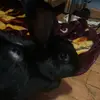Doug - @doug_the_rabbit - TikTok
