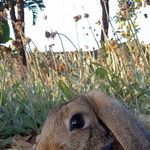 Doug The Rabbit - @dougtherabbit - Instagram