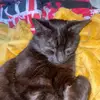 Dougie Rayner - @steve_cat_kenya - TikTok
