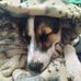 Doug Allen Roach - Facebook