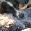 Charley - @dougroy - TikTok