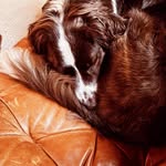 Doug roy - @doogroy - Instagram