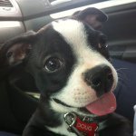 Doug & Bert & Ruby - @dougdogman - Instagram