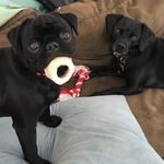 Doug and Ruby - @doug_and_ruby - Instagram