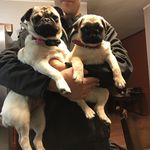 Doug N' Ruby - @doug_n_ruby - Instagram