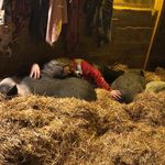 Doug, Ruby, Otis, Peg & Pals - @rosenpigs - Instagram
