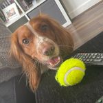 Dougie J 🐶 - @ruby_doug_n_nellie - Instagram