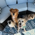 Kona, Goose, Doug & Sage 🐶🐶🐶🐶 - @rescuedxfour - Instagram