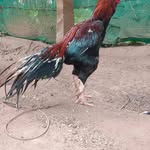 Doug Sales - @dougsales75 - Instagram