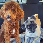 Doug and Samson - @sammiedouggie - Instagram