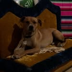 Doug Sanchez - @dawgsanchez - Instagram
