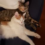 Doug Sass - @dougthecatmandude - Instagram