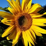 Doug Schütte - @dougschutteza - Instagram