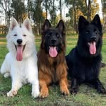 Chhindwara Doug Sell - @chhindwaradoug - Instagram