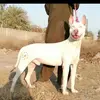 dougsellerpeshawa - @dougsellerpeshawa - TikTok