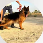 dog seller - @dog_sells_5 - Instagram