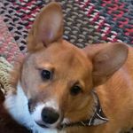 Doug Shafer - @corgidoug - Instagram