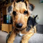 Doug Dog 🐾 - @doug_of_sheffield - Instagram
