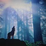 Doug Showalter - @showalter8662 - Instagram