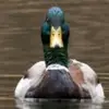 grnhed - @doug.slater - TikTok