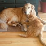 Doug Smyth - @fancydan12 - Instagram