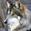 dougstacey655 - @dougstacey655 - TikTok