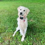 Doug Stanton - @dougthethreepaweddog - Instagram