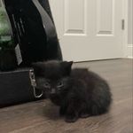 Douglas Stubbs - @itsmedougthecat - Instagram