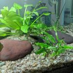 stubbsaquatics - @dougstubbs0 - Instagram