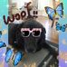 Dog Sitter and House Sit - Facebook