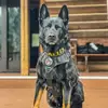 k9_mattis - @k9_mattis - TikTok