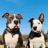 Doug & Trout - @dougntrout - TikTok