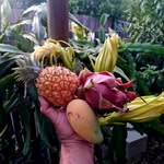 Doug Hanning - @dougs_urbanfarm - Instagram