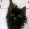 BrandiJ - @datwaffledough - TikTok