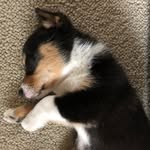 Doug The Dog - @sir_doug_waffles - Instagram