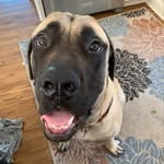 Doug Wallin - @dougthemasstif - Instagram