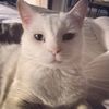 minou - @dougywashere - TikTok