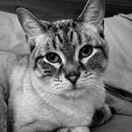 Doug Waters - @dougwatersthecat - Instagram