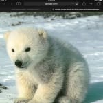 Doug Webber - @polarbear928 - Instagram