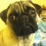 Doug Rodrigez Weidemann - @dougthepug12 - Instagram