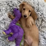 douglas - @douglas.the.wein - Instagram