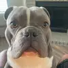 4K - @doggwherry - TikTok