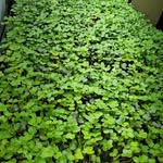Doug Wilhelm - @wilhelms.microgreens - Instagram