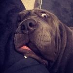 Doug Winter - @sumo_and_molly - Instagram