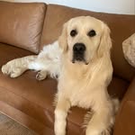 Douglas Abbott - @goldie_boy_doug - Instagram