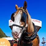 Douglas Bay Horse Tramway - @ride_the_horsetramway - Instagram