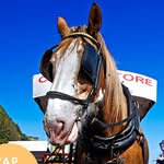 Douglas Bay Horse Tramway - @take_the_horsetramway - Instagram