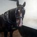 Douglas bay Horse Tramway news page - Facebook