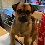 Douglas Bear - @doug_the_halfpug - Instagram